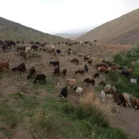 خرید وفروش دام