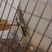 جوجه عروس|پرنده|قم, حاج زینل|دیوار