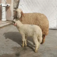 میش با بره 3عدد