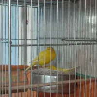 5 عدد قناری آس و درجه یک