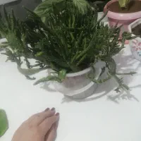 کاکتوس|گل و گیاه طبیعی|میانه, |دیوار