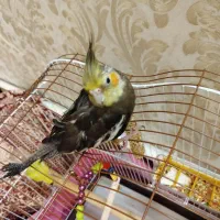 عروس هلندی|پرنده|خوی, |دیوار