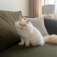 فروش گربه ی پرشین نر سفید چشم یخی|گربه|پردیس, فاز ۳|دیوار