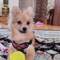 سگ پامر|سگ|فردیس, شهرک ارم|دیوار