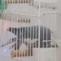 عروس هلندی ماده به در خیابان باکری گم شده