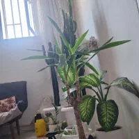 خانه ۱۳۰متری تر و تمیز