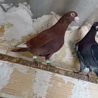 کبوتر پرنده زدو خوردی