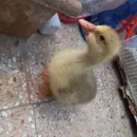 جوجه غاز