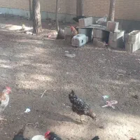 خروس گلین جوان همه جوجه امسال|حیوانات مزرعه|شاهینشهر, خانه کارگر|دیوار