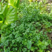 محصولات خانگی تازه