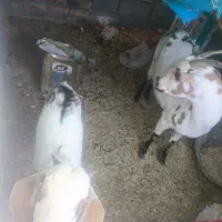 بز سانن (سومالی)