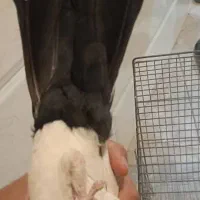 نر دم سیا|پرنده|کرمان, |دیوار