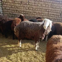 بره نر وماده|حیوانات مزرعه|پیر بکران, |دیوار