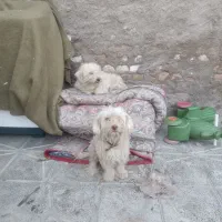 جفت شیتزو نر وماده