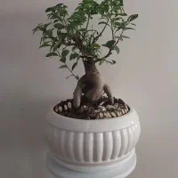 گل بونسای