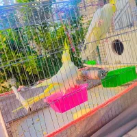 عروس هلندی لوتینو