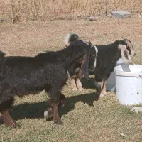 ۴ عدد بزغاله چاق