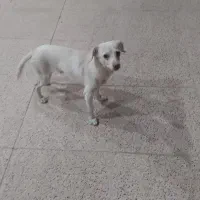 واگذاری سگ|سگ|رفسنجان, |دیوار