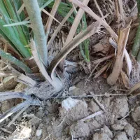 پاچول نخل گنتار|گل و گیاه طبیعی|خورموج, |دیوار