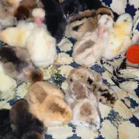 جوجه کشی آسان بافیبر کم مصرف دقیق وتست شده|ماشینآلات صنعتی|یاسوج, |دیوار