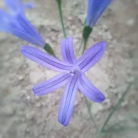 ۲۵۰۰۰متر زمبن برجاده ترانزیت قزوین زنجان|فروش زمین و ملک کلنگی|سلطانیه, |دیوار