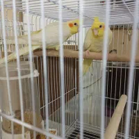 عروس هلندی لوتینو