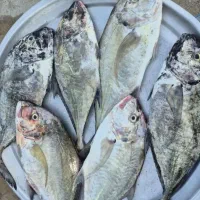 ماهی جنوب صید روز فروش عمده