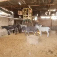 خر یا الاغ کله ی|حیوانات مزرعه|خمینی‌شهر, |دیوار