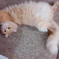 واگذاری گربه