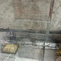 تعداد جند قفس قناری سهره عروس