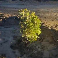 فروش باغ پسته