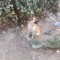 ژرمن
