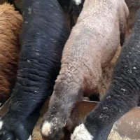 ۱۱ بره نرکبودچاق سرکدار کم شکم کم دنبه زیر قیمت قم