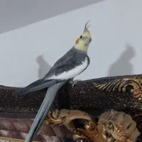 عروس‌هلندی سینامون نر کاملا اهلی|پرنده|مراغه, |دیوار