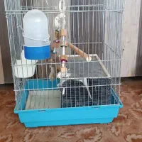 قفس عروس هلندی