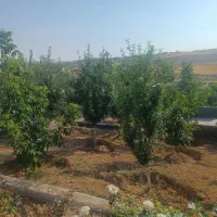 فروش  باغچه خانه زنیان|فروش خانه و ویلا|شیراز, مهدی‌آباد|دیوار