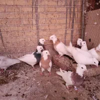 طوقی|پرنده|یزد, |دیوار