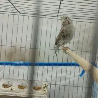 قناری جوجه|پرنده|برخوار, |دیوار