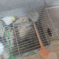 پرنده عروس هلندی|پرنده|مشهد, امیرآباد|دیوار