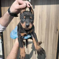 سگ دبرمن|سگ|کرج, گوهردشت|دیوار