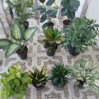 10  عدد گل فقط تا 1 هفته