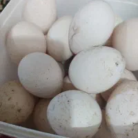 تخم بوقلمون محلی نطفه دار