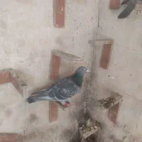 کفتر گرفتنی