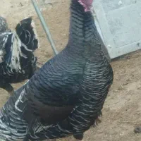 پرنده|پرنده|عطاملک, |دیوار