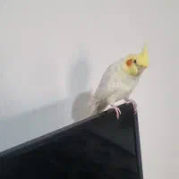 عروس هلندی نر