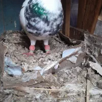 طوق زرین نر.طوق قهوه ای خال دار نر.شازده هفترنگ نر|پرنده|شوشتر, |دیوار