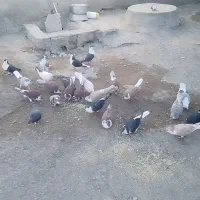 کفتر ریشی فروشی 25عدد|پرنده|میرجاوه, |دیوار