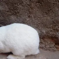 خرگوش لپ دار|موش و خرگوش|زرند, |دیوار