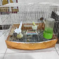 عروس هلندی لوتیو|پرنده|بندر ماهشهر, |دیوار