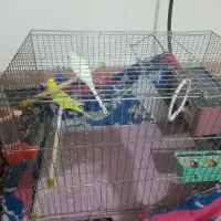 معاوض باجوجه قناری نر|پرنده|مشکیندشت, |دیوار